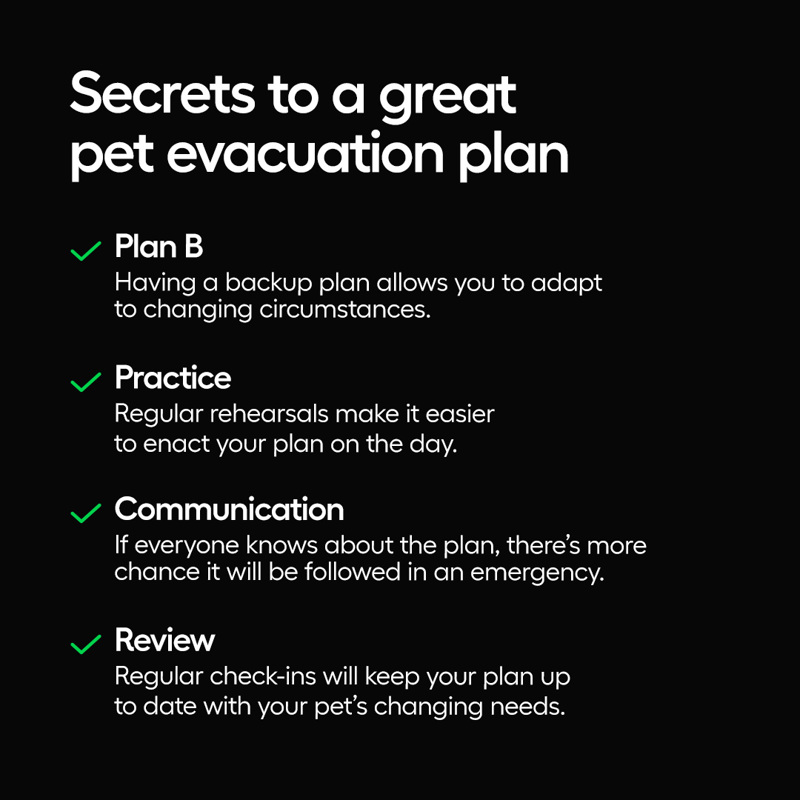 Secrets to a great pet evacuation plan